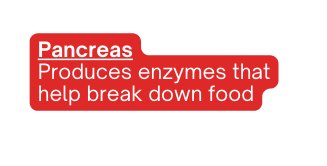 Pancreas Produces enzymes that help break down food