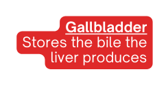 Gallbladder Stores the bile the liver produces